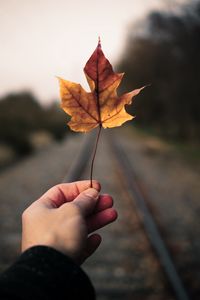 Preview wallpaper maple leaf, hand, road, distance