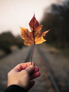 Preview wallpaper maple leaf, hand, road, distance