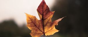 Preview wallpaper maple leaf, hand, road, distance