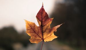 Preview wallpaper maple leaf, hand, road, distance