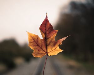 Preview wallpaper maple leaf, hand, road, distance