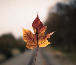 Preview wallpaper maple leaf, hand, road, distance