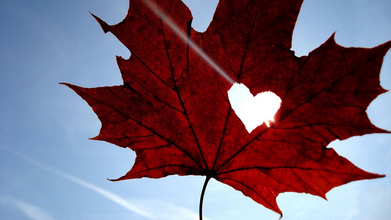 Wallpaper maple, leaf, heart, sky, blue