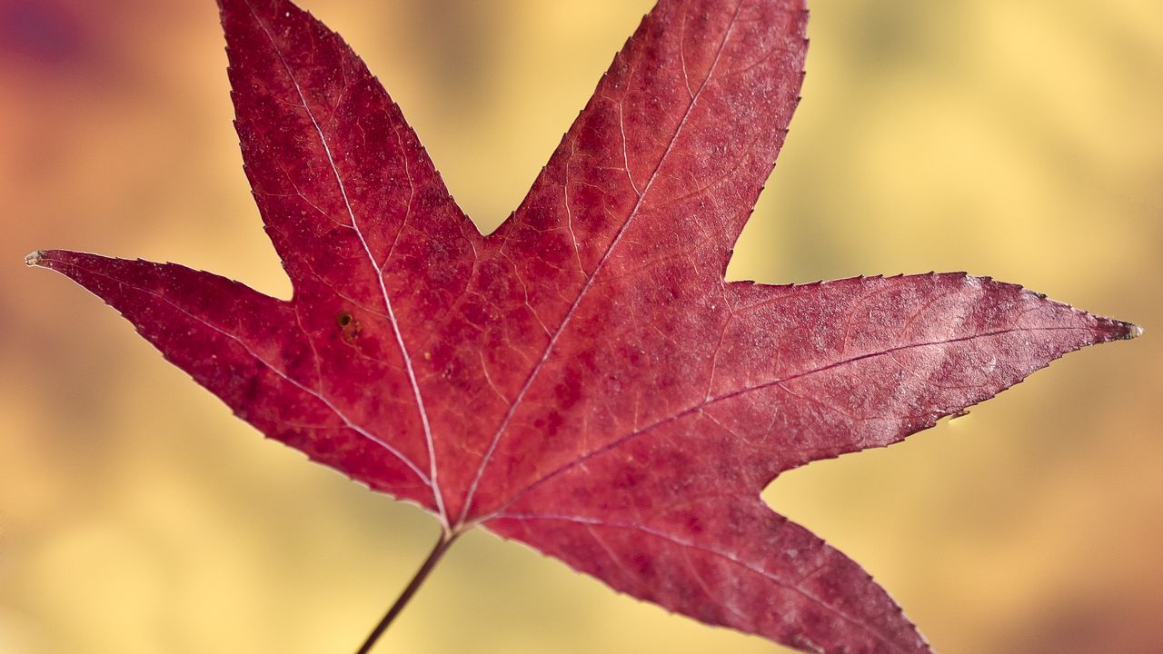 Wallpaper maple leaf, leaf, autumn, macro