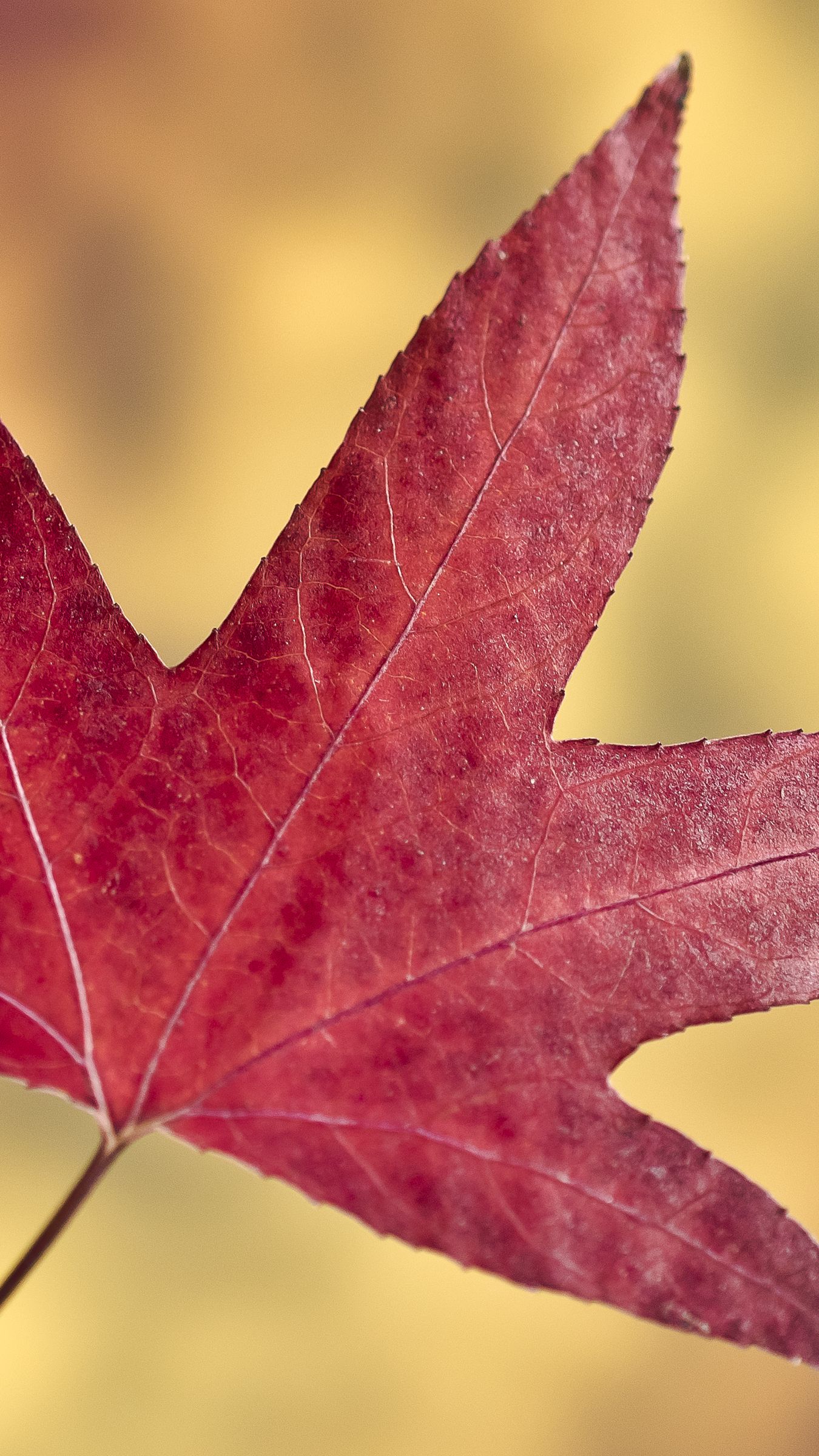 Download Wallpaper 1350x2400 Maple Leaf Leaf Autumn Macro Iphone 8