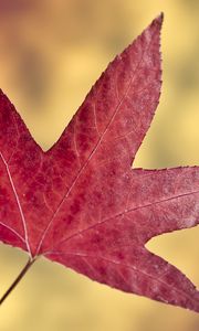 Preview wallpaper maple leaf, leaf, autumn, macro