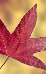 Preview wallpaper maple leaf, leaf, autumn, macro
