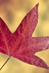 Preview wallpaper maple leaf, leaf, autumn, macro