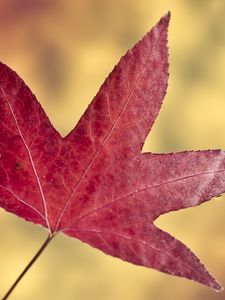 Preview wallpaper maple leaf, leaf, autumn, macro