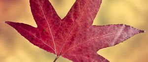 Preview wallpaper maple leaf, leaf, autumn, macro