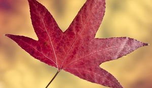 Preview wallpaper maple leaf, leaf, autumn, macro
