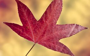 Preview wallpaper maple leaf, leaf, autumn, macro
