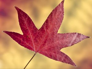 Preview wallpaper maple leaf, leaf, autumn, macro