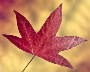 Preview wallpaper maple leaf, leaf, autumn, macro