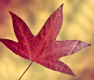 Preview wallpaper maple leaf, leaf, autumn, macro