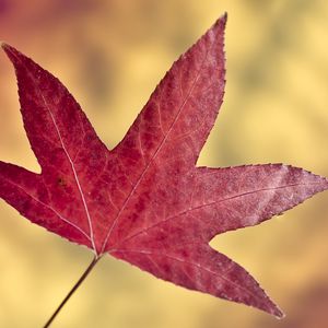 Preview wallpaper maple leaf, leaf, autumn, macro