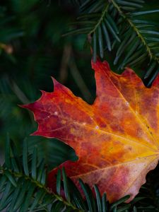 Preview wallpaper maple leaf, leaf, branches, needles, macro, autumn