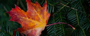 Preview wallpaper maple leaf, leaf, branches, needles, macro, autumn