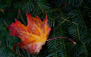 Preview wallpaper maple leaf, leaf, branches, needles, macro, autumn