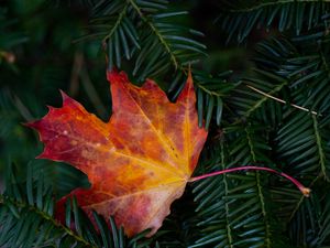 Preview wallpaper maple leaf, leaf, branches, needles, macro, autumn