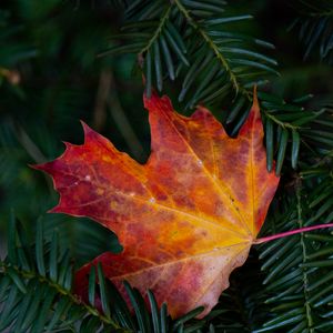 Preview wallpaper maple leaf, leaf, branches, needles, macro, autumn