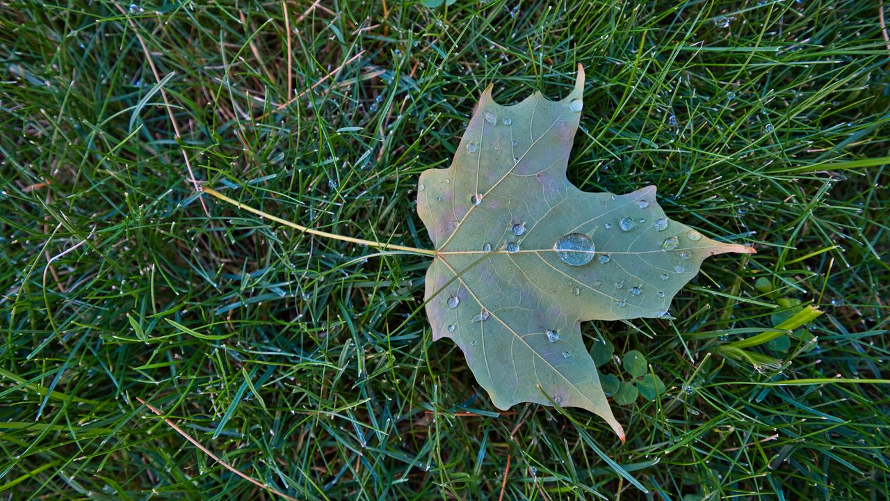 Wallpaper maple leaf, leaf, drops, macro, green