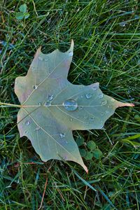 Preview wallpaper maple leaf, leaf, drops, macro, green