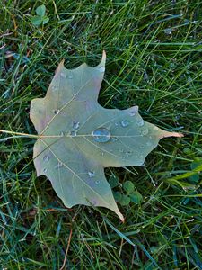 Preview wallpaper maple leaf, leaf, drops, macro, green