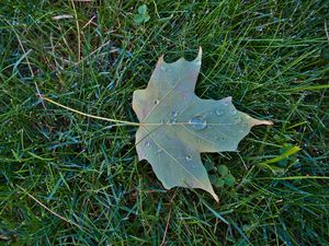 Preview wallpaper maple leaf, leaf, drops, macro, green