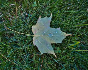 Preview wallpaper maple leaf, leaf, drops, macro, green