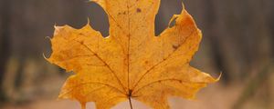 Preview wallpaper maple leaf, leaf, hand, autumn, macro