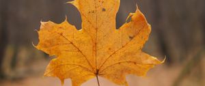 Preview wallpaper maple leaf, leaf, hand, autumn, macro