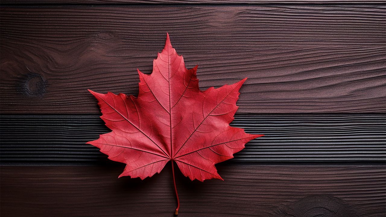 HD red maple wallpapers