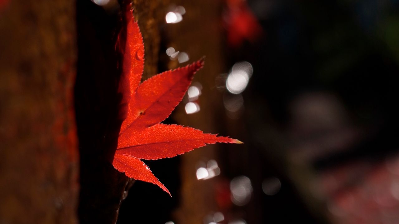 Wallpaper maple leaf, leaf, maple, blur, autumn
