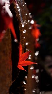 Preview wallpaper maple leaf, leaf, maple, blur, autumn