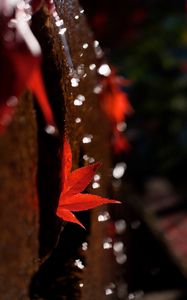 Preview wallpaper maple leaf, leaf, maple, blur, autumn