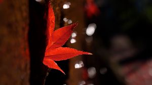 Preview wallpaper maple leaf, leaf, maple, blur, autumn