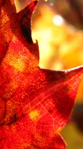 Preview wallpaper maple leaf, leaf, maple, autumn, macro, blur