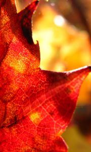 Preview wallpaper maple leaf, leaf, maple, autumn, macro, blur