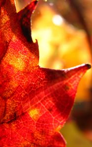 Preview wallpaper maple leaf, leaf, maple, autumn, macro, blur