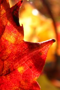 Preview wallpaper maple leaf, leaf, maple, autumn, macro, blur