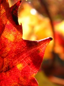 Preview wallpaper maple leaf, leaf, maple, autumn, macro, blur