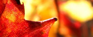 Preview wallpaper maple leaf, leaf, maple, autumn, macro, blur