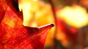 Preview wallpaper maple leaf, leaf, maple, autumn, macro, blur