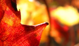 Preview wallpaper maple leaf, leaf, maple, autumn, macro, blur