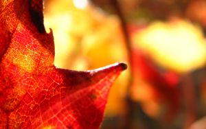 Preview wallpaper maple leaf, leaf, maple, autumn, macro, blur