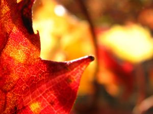 Preview wallpaper maple leaf, leaf, maple, autumn, macro, blur