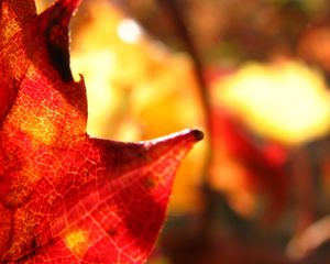 Preview wallpaper maple leaf, leaf, maple, autumn, macro, blur