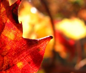 Preview wallpaper maple leaf, leaf, maple, autumn, macro, blur