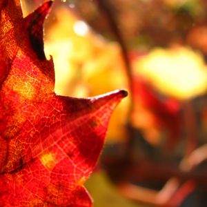 Preview wallpaper maple leaf, leaf, maple, autumn, macro, blur